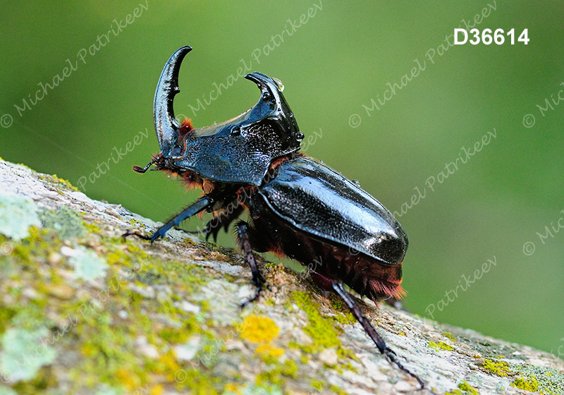 Black Pan Beetle (Enema pan)